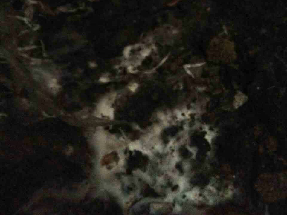 土地白蚁防治