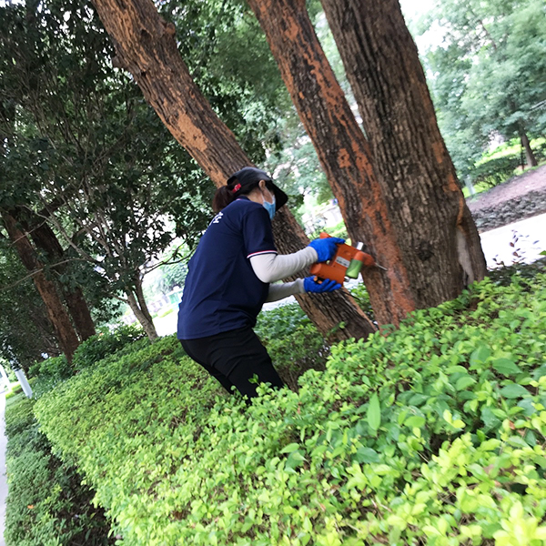 石碣树木白蚁防治
