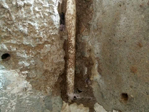 墙面白蚁防治