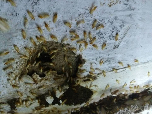 墙壁白蚁防治