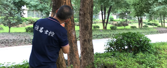石碣东坑专业白蚁防治