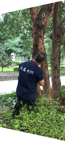 石碣市政园林白蚁防治